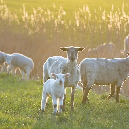 Alte Schule Duenenkieker Apartmán *