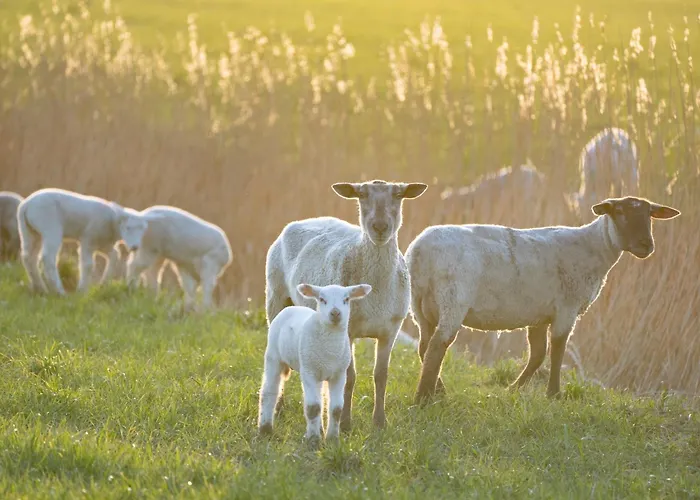 Alte Schule Duenenkieker Appartement *